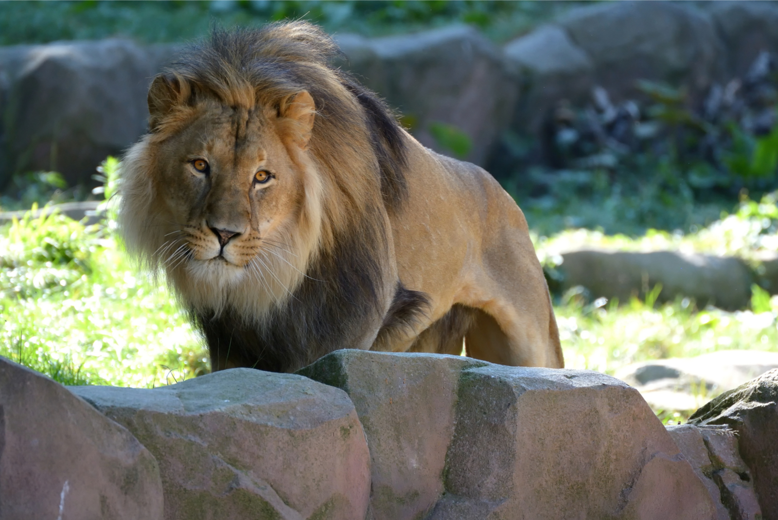 lion dans un zoo