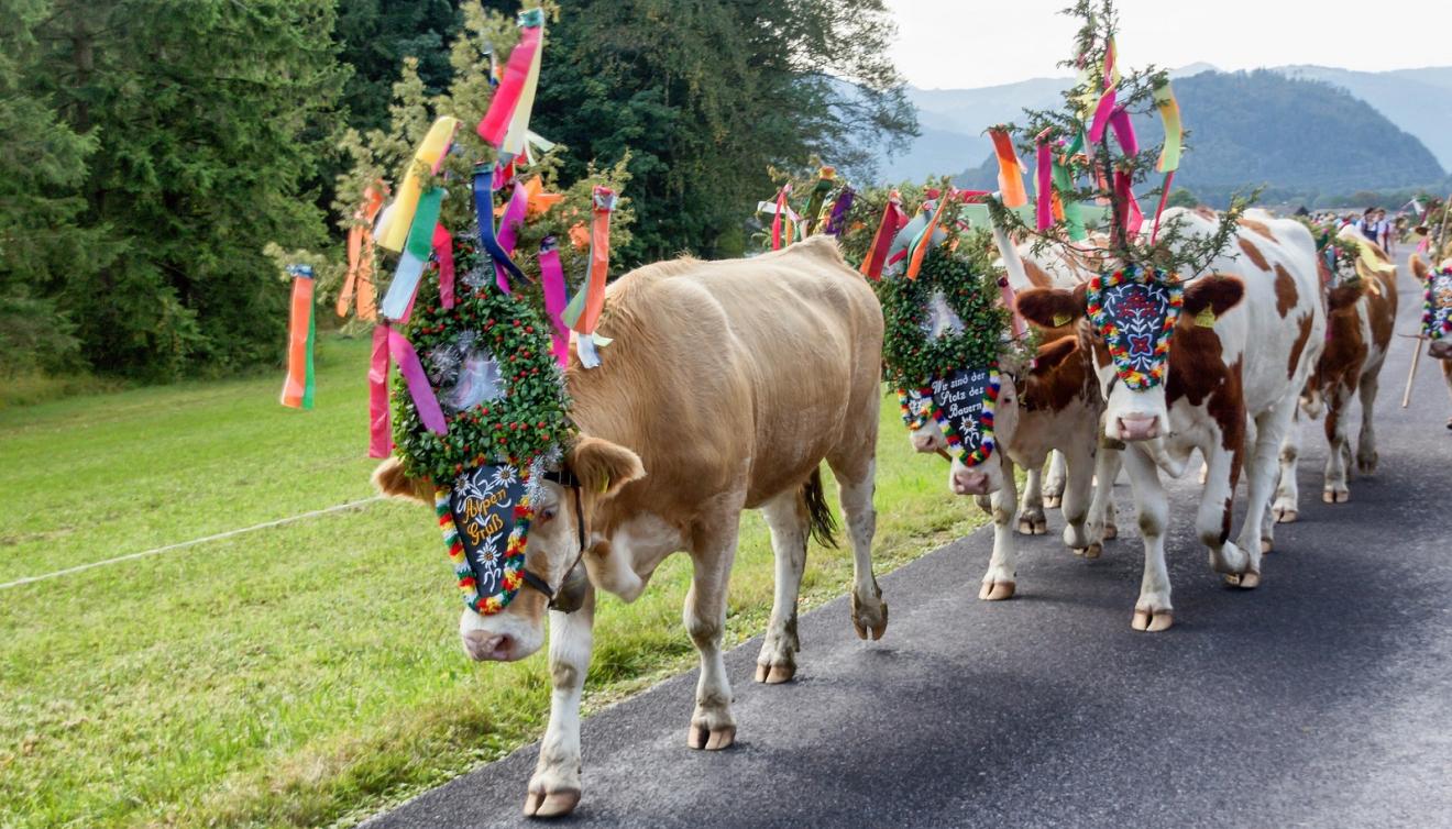 transhumance