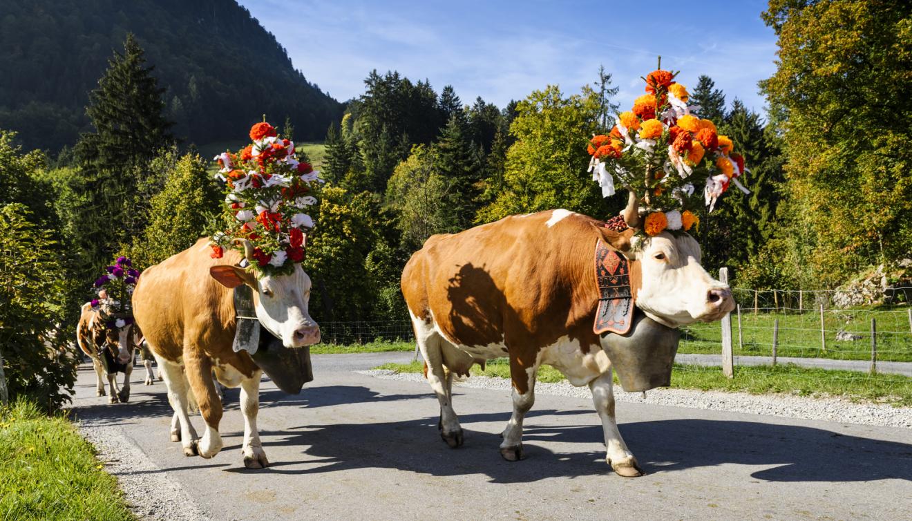 vaches transhumance