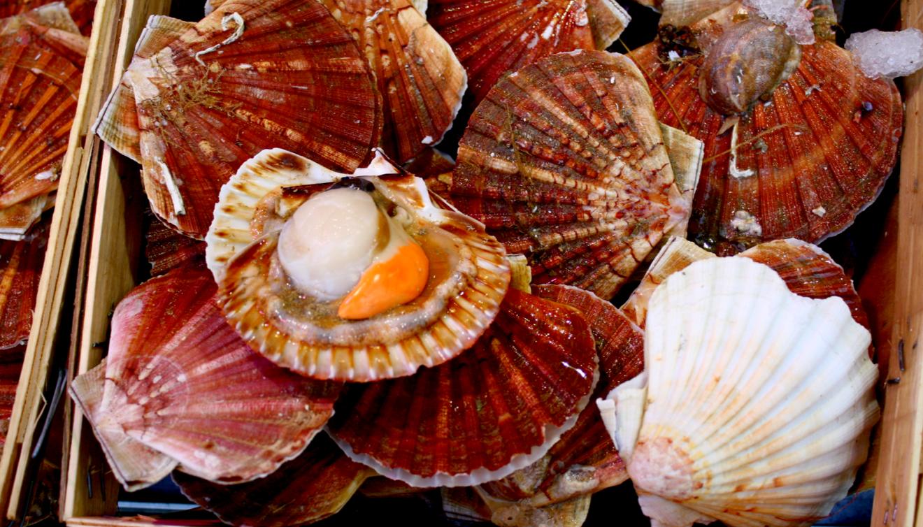 coquille jacsques 