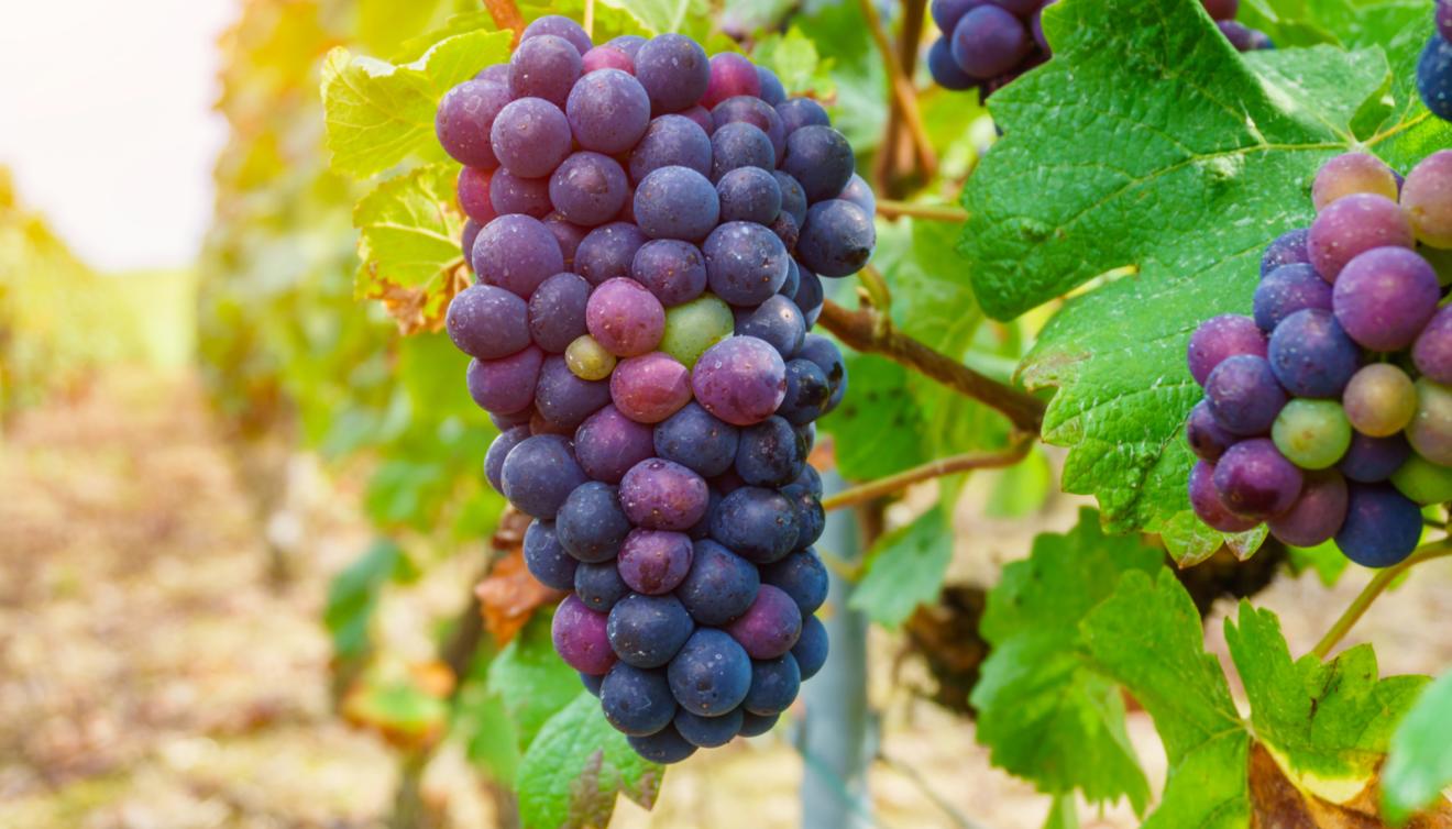 raisins reims champagne