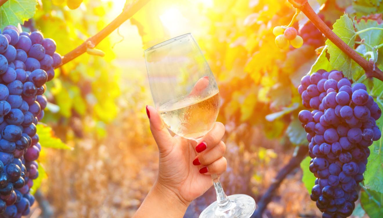 verre champagne vignoble