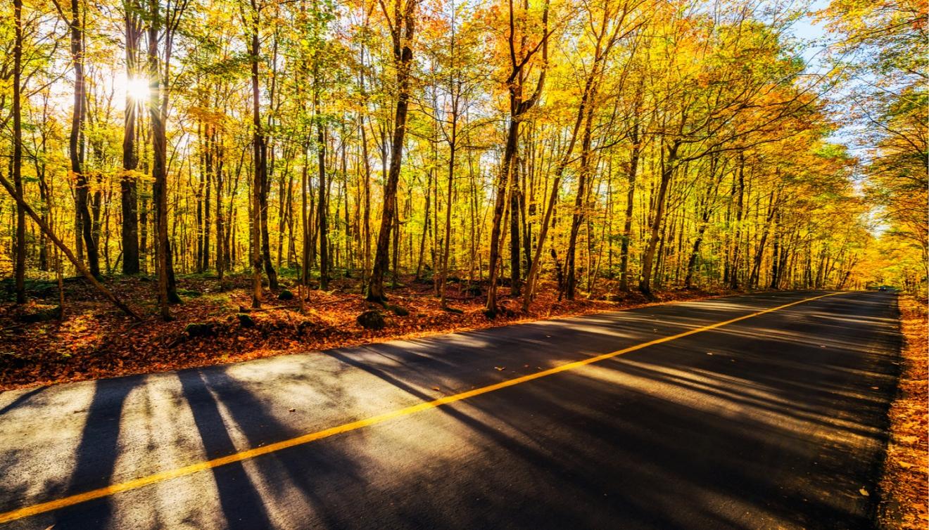 automne route foret