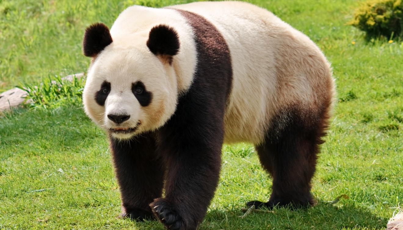 panda parc animalier zoo 