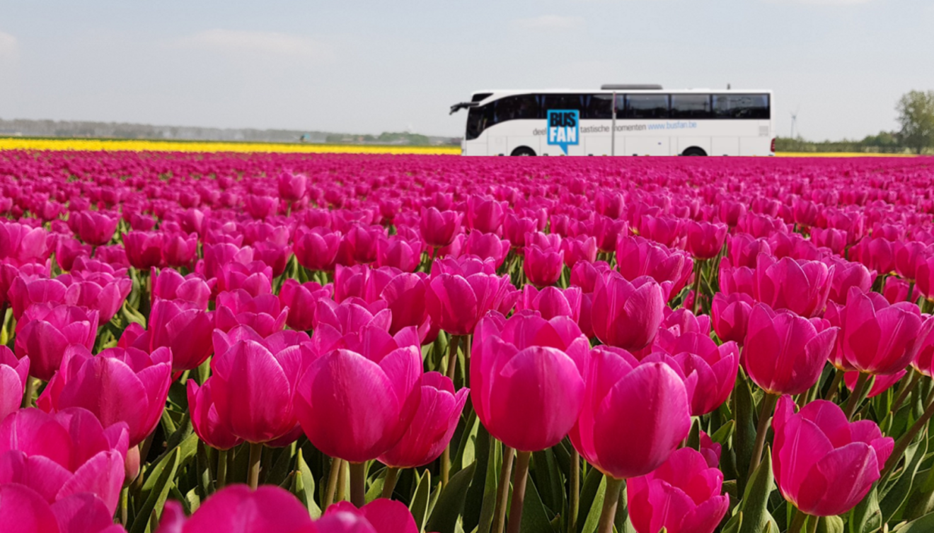 lente visual tulpen busfan autocar