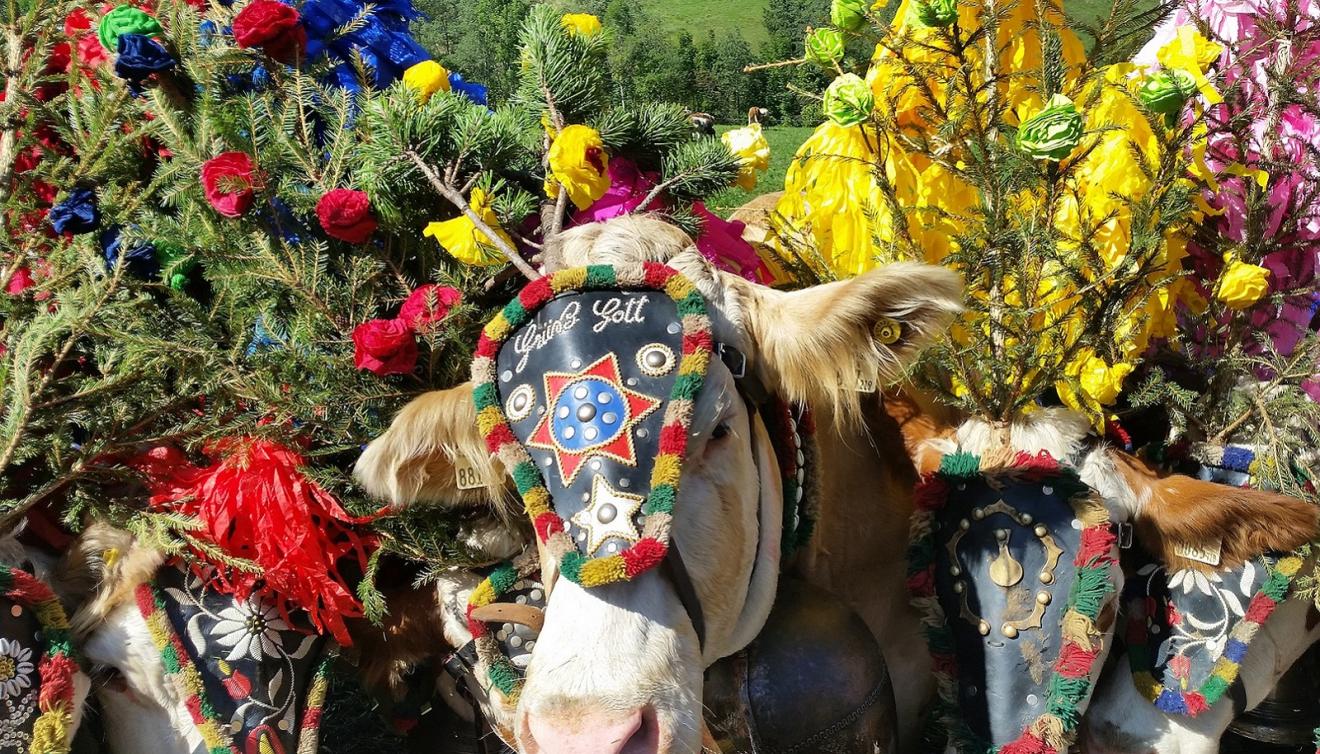 almabtrieb in tirol