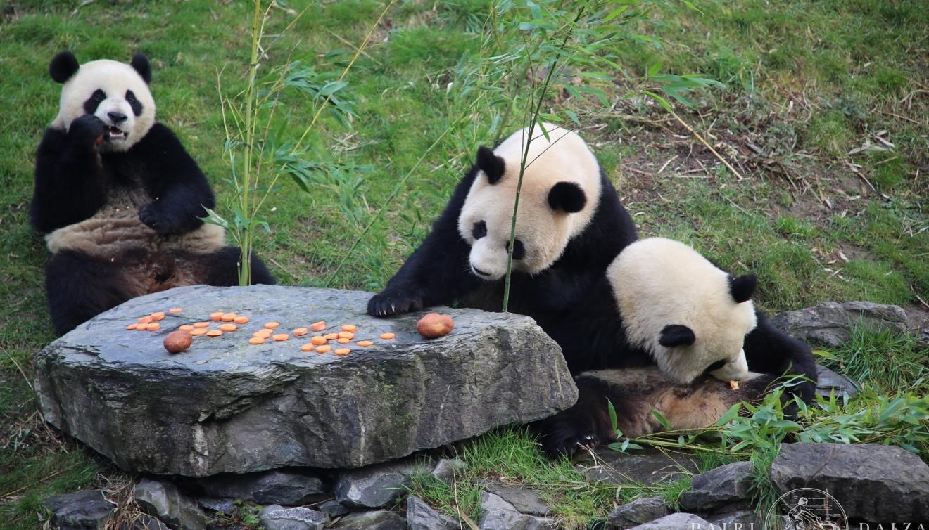 panda pairi daiza