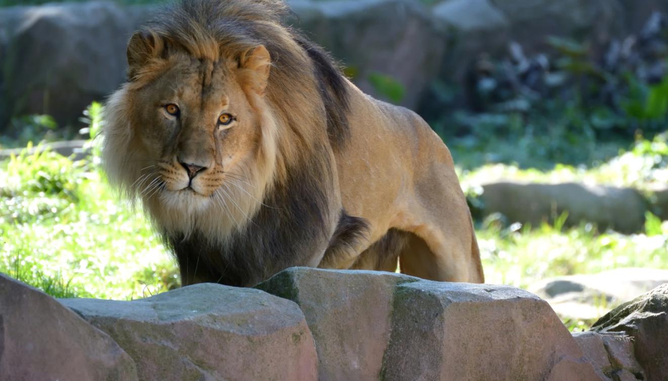 lion dans un zoo
