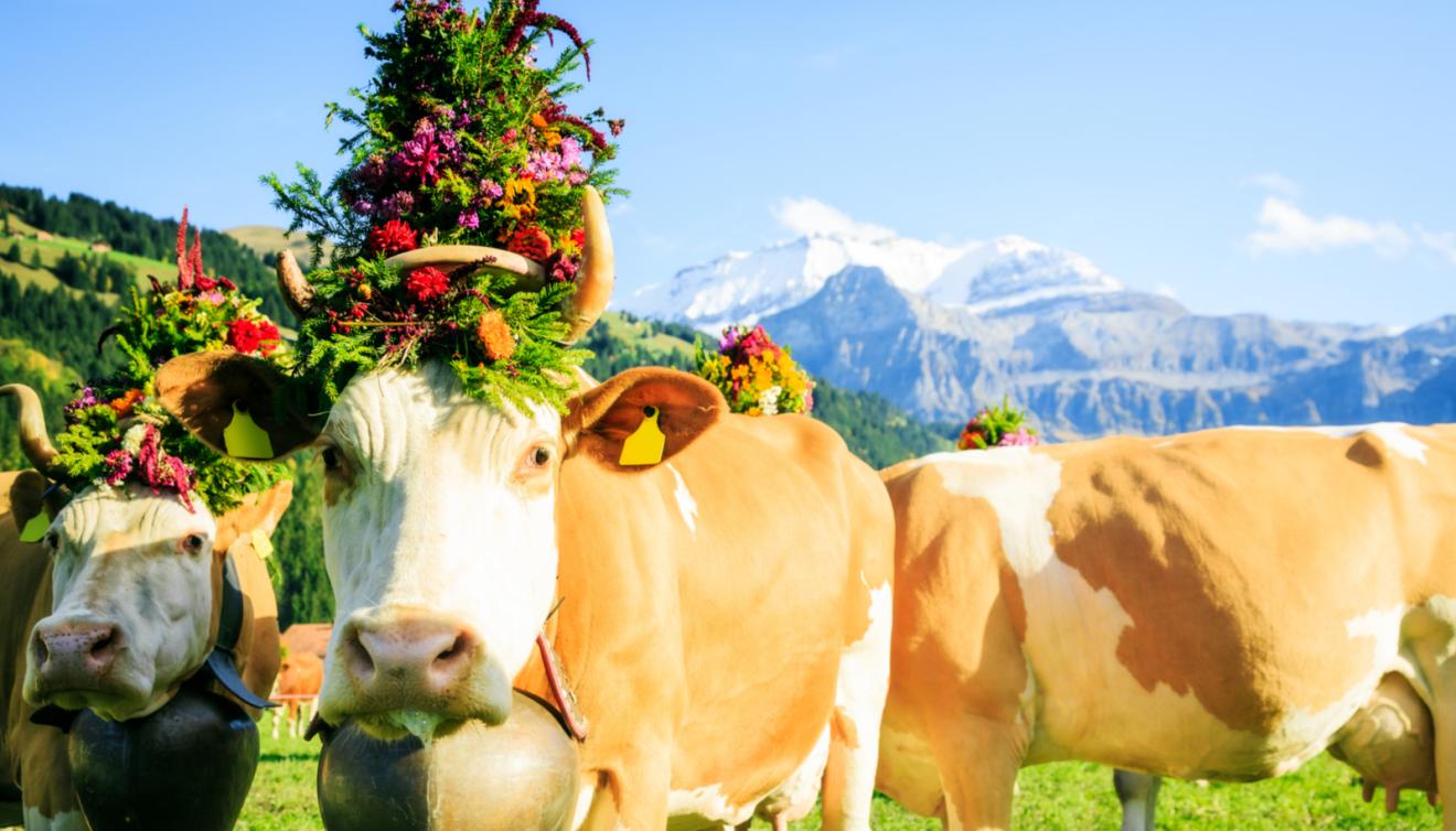 transhumance dans les alpes