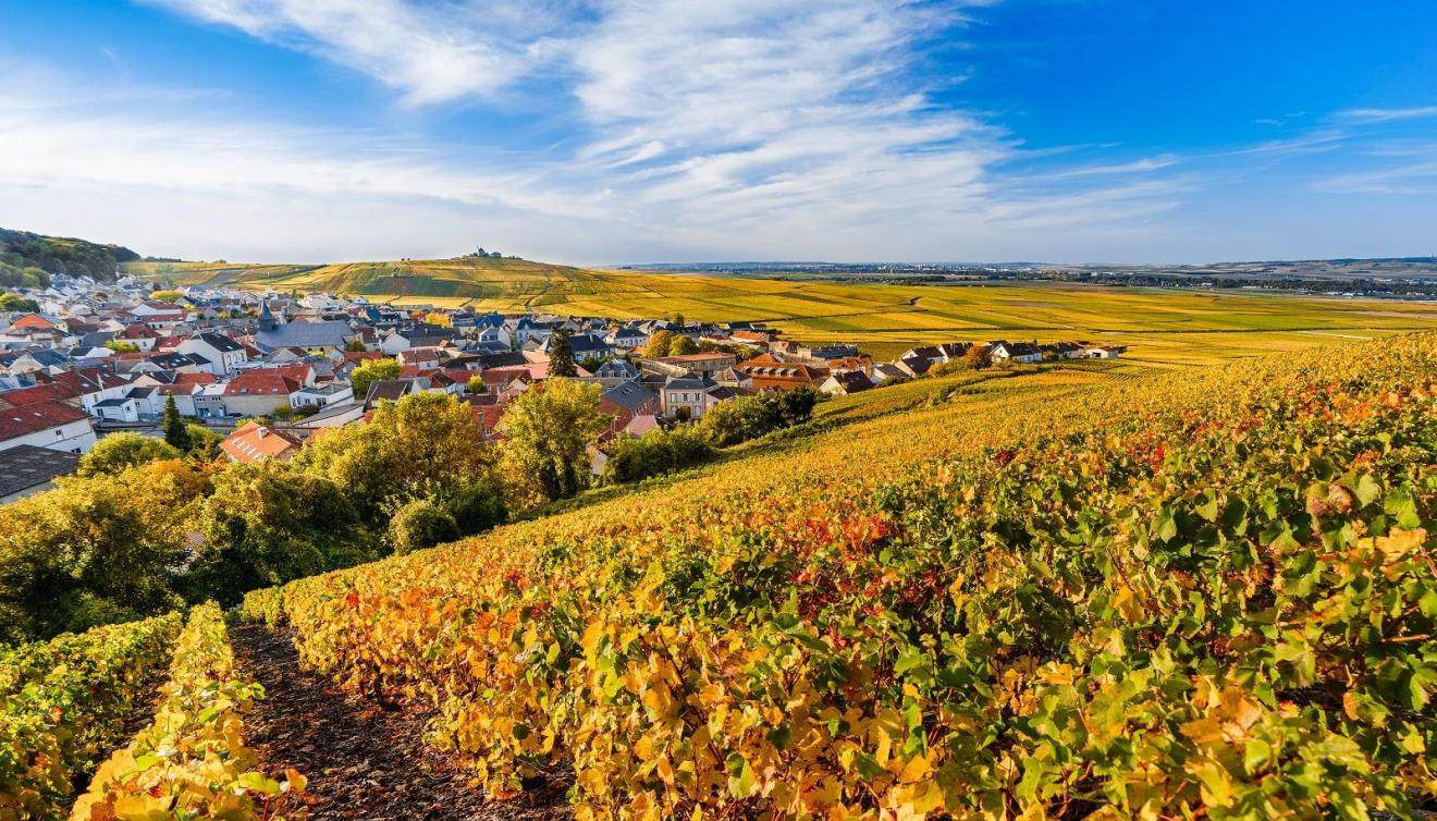 vignoble de champagne en automne
