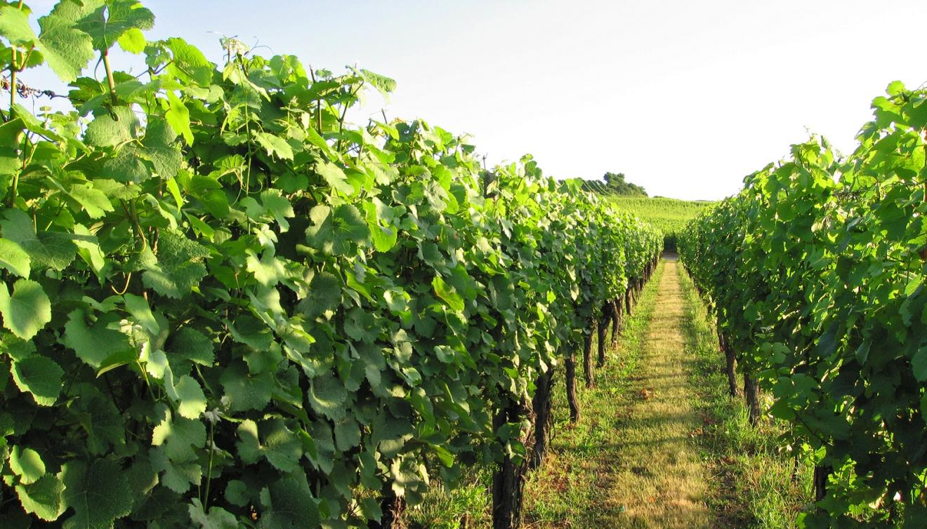 vignoble en alsace près de rorschwihr