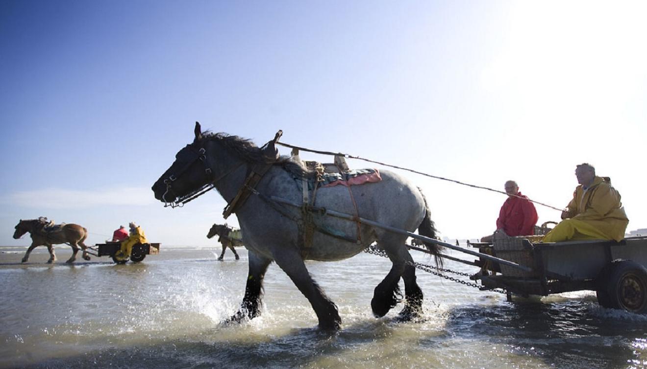 garnaalvissers op het strand in oostduinkerke