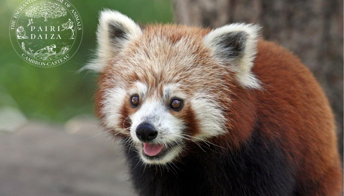 pairi daiza visual