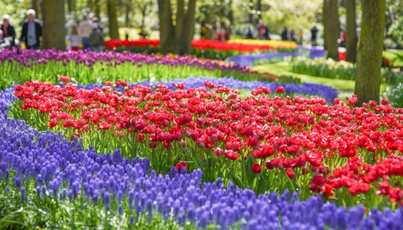 bloemen in de keukenhof