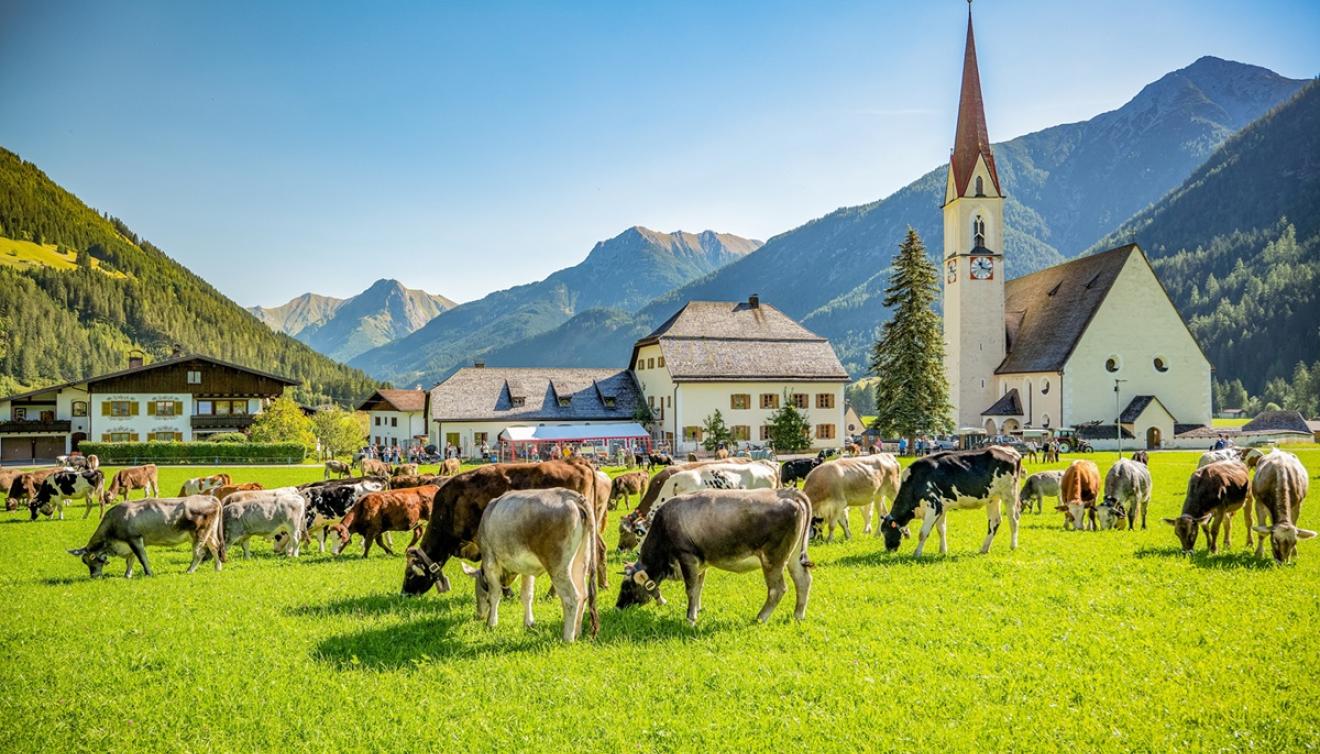 almabtrieb elbigenalp lechtal