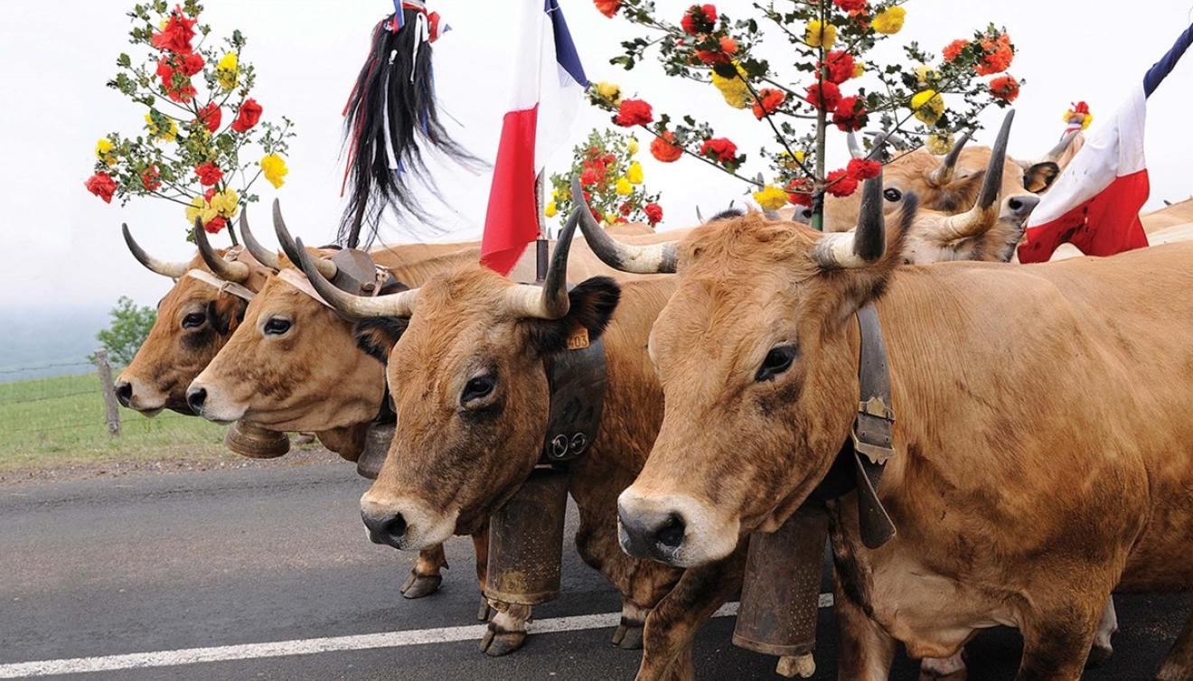 transhumance aubrac