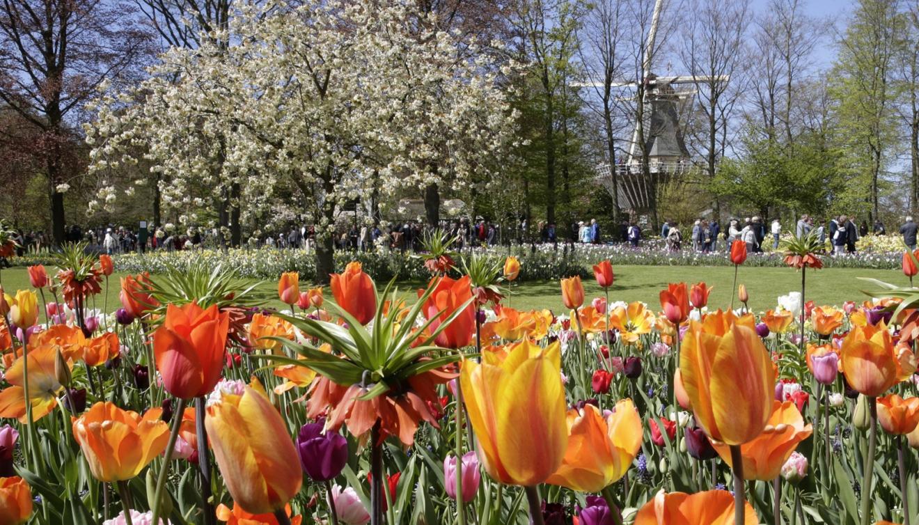 tulpen in keukenhof