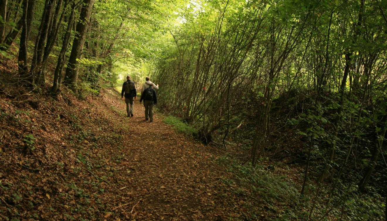 balade en forêt