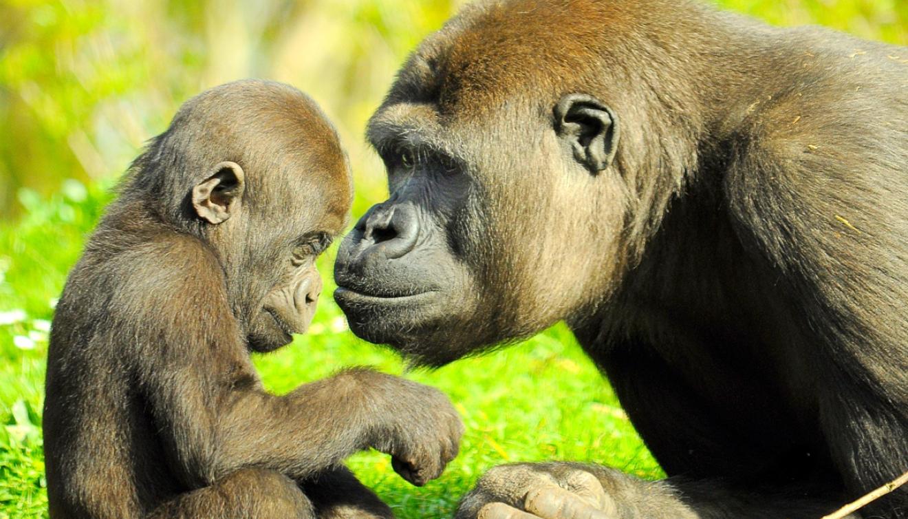 gaia zoo