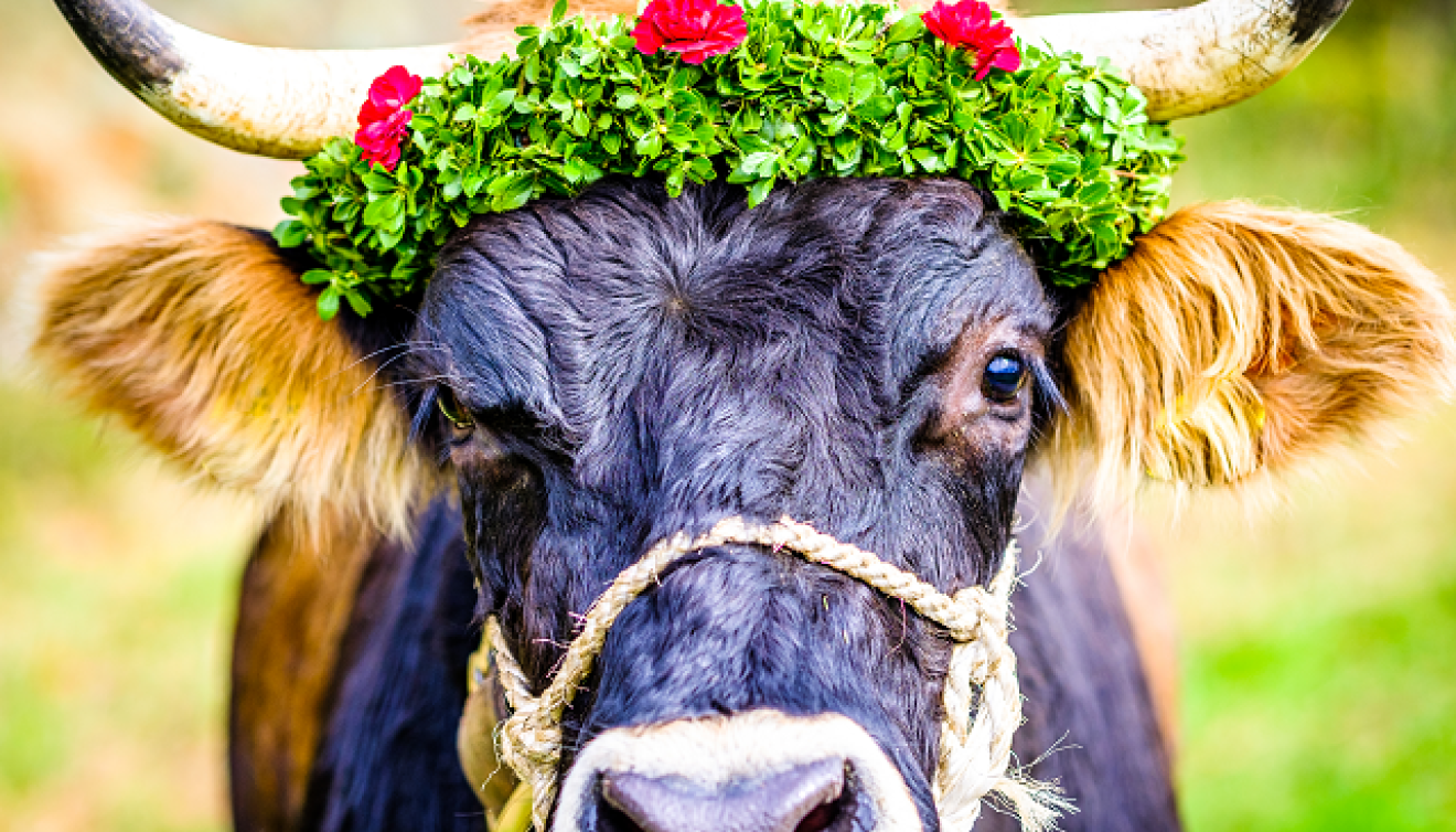 almabtrieb transhumance