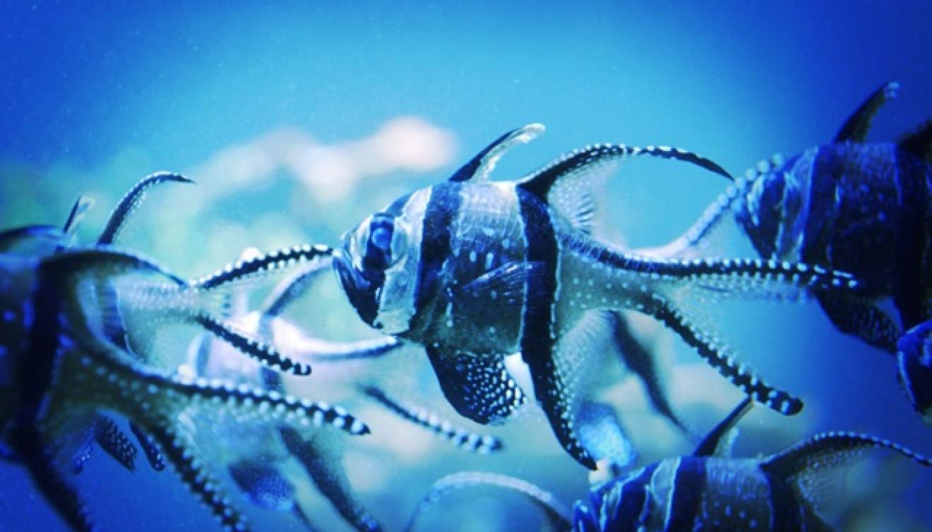 nausicaa