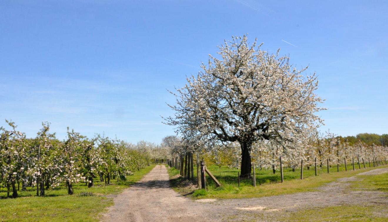bloesem haspengouw