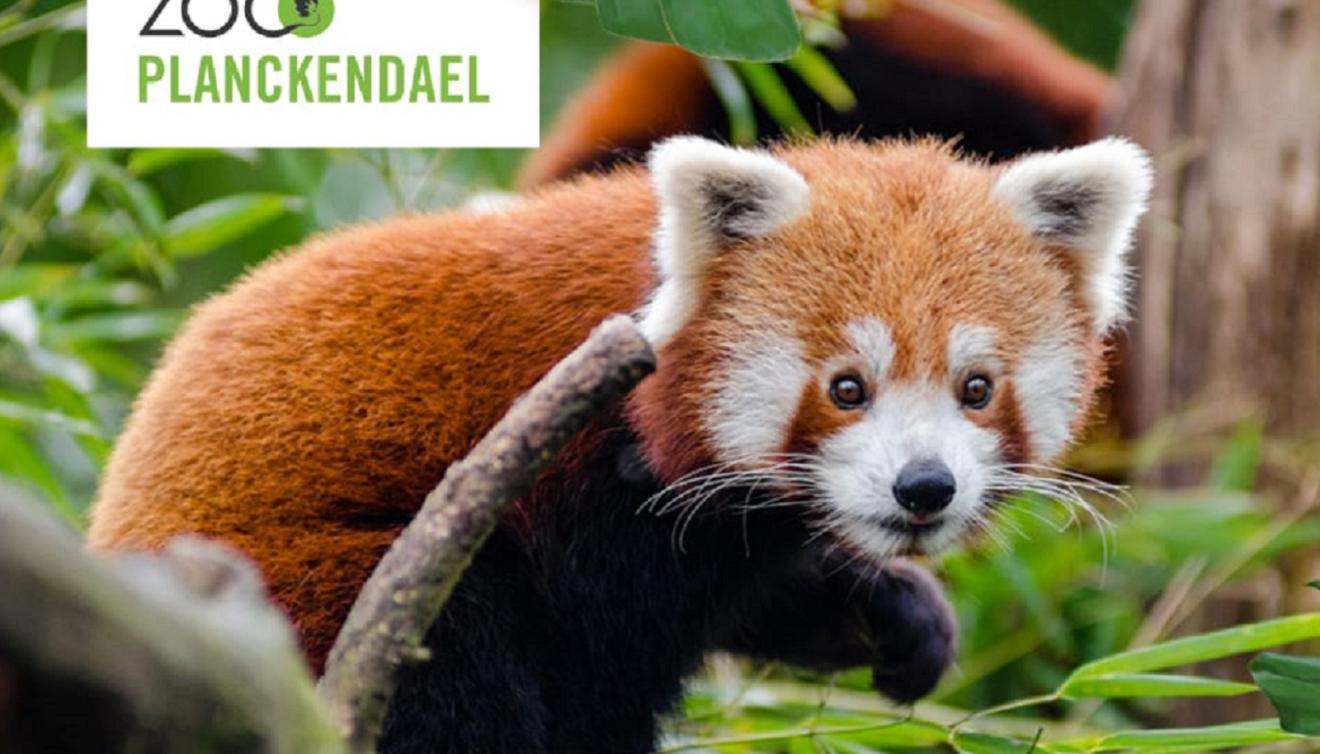 planckendael zoo dierentuin