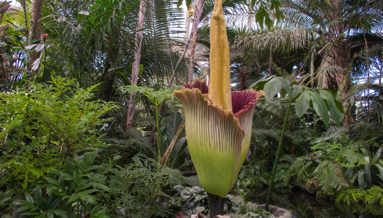 tuin meise amorphophallus