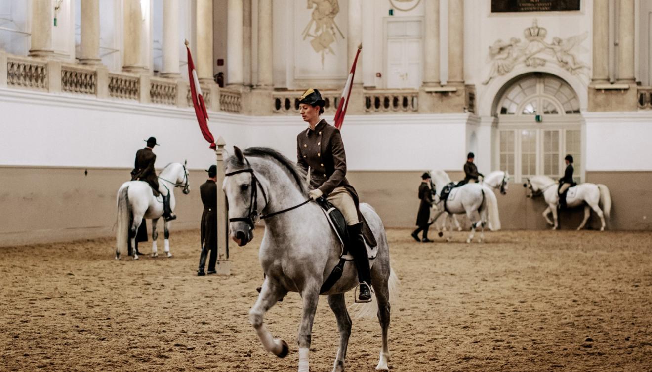 wenen spaanse rijschool lippizaner paard