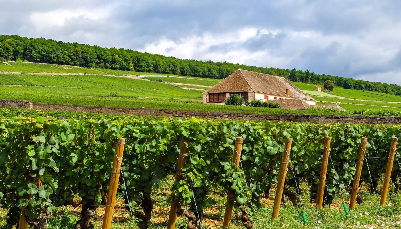 bourgogne wijngaard frankrijk