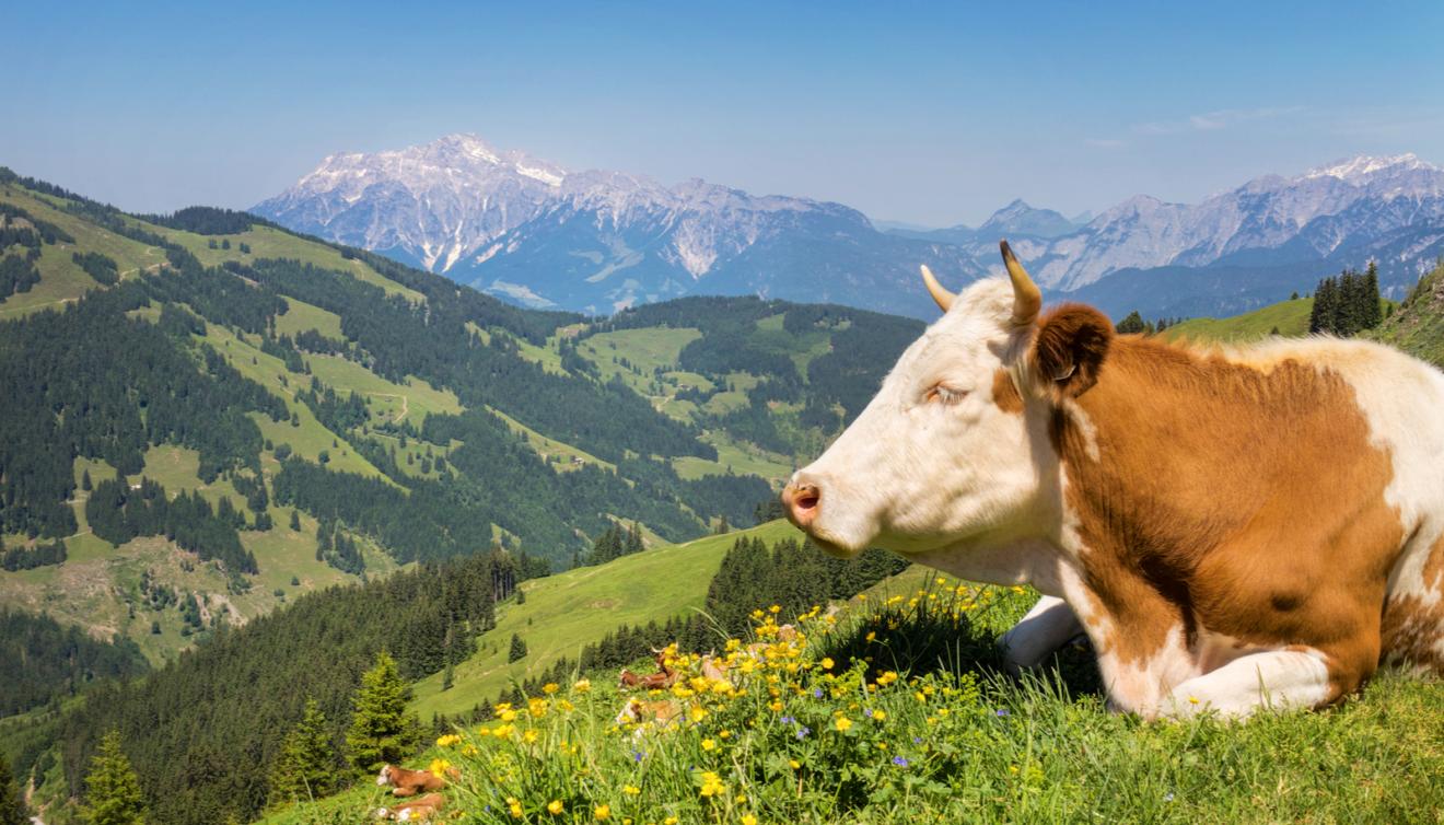 Tirol Alpen koe