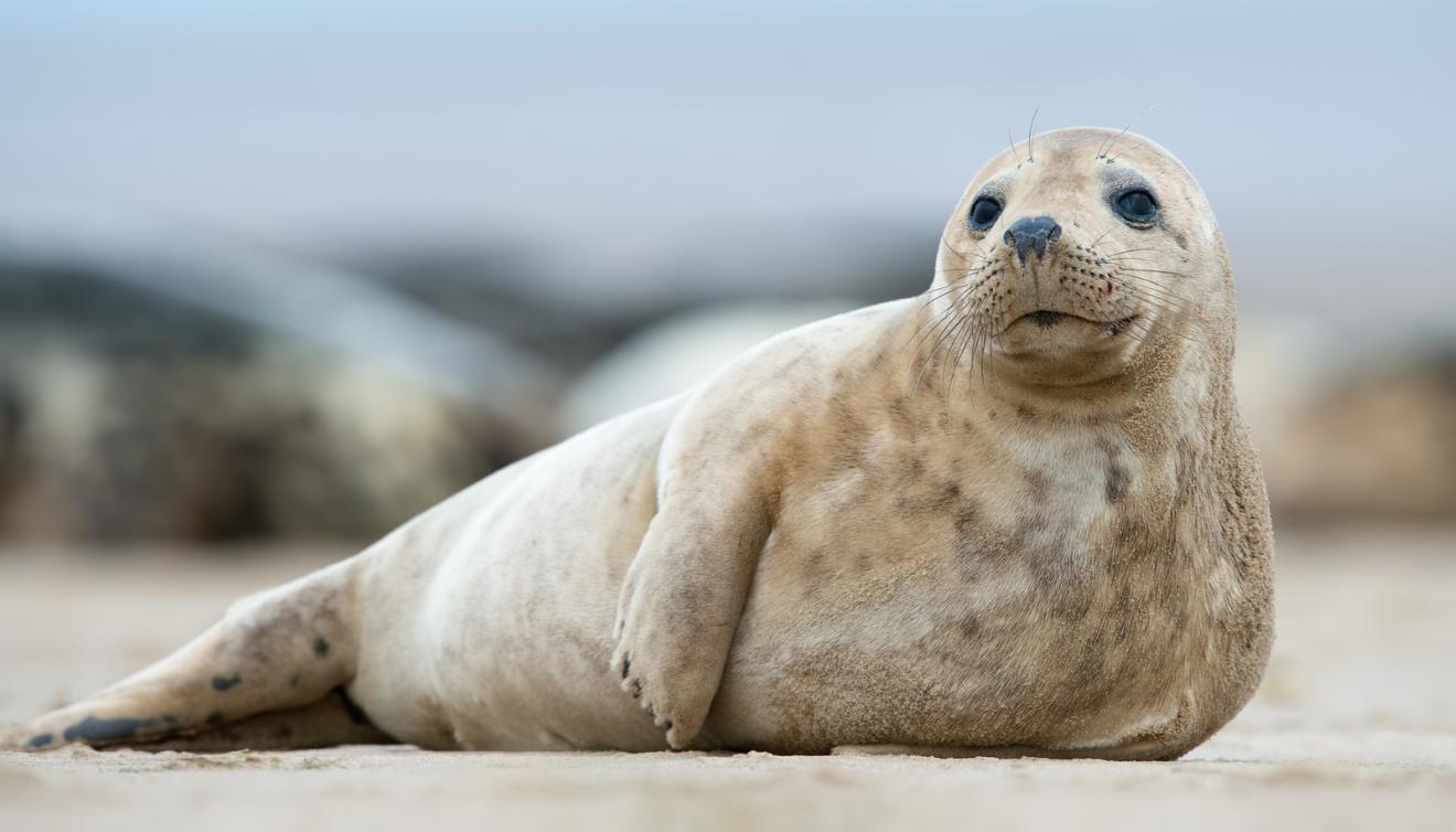 zeehond