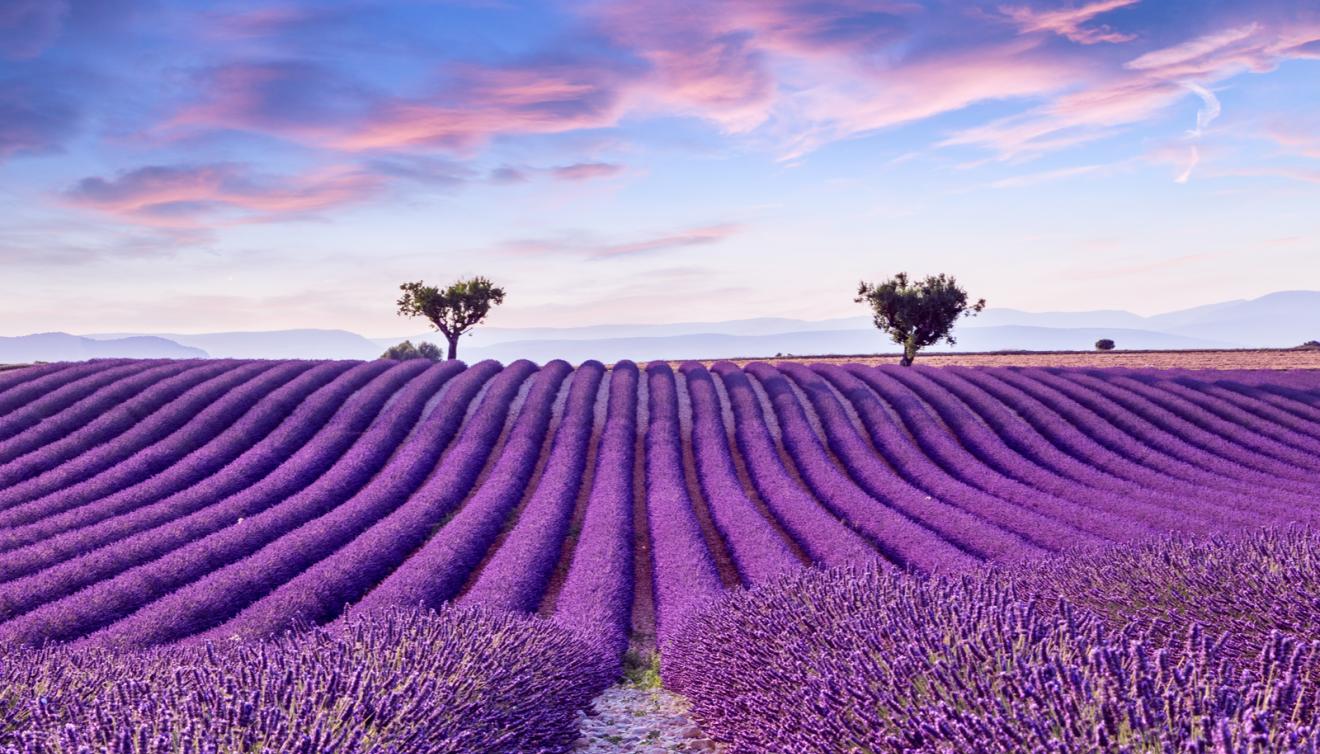 valensole provence