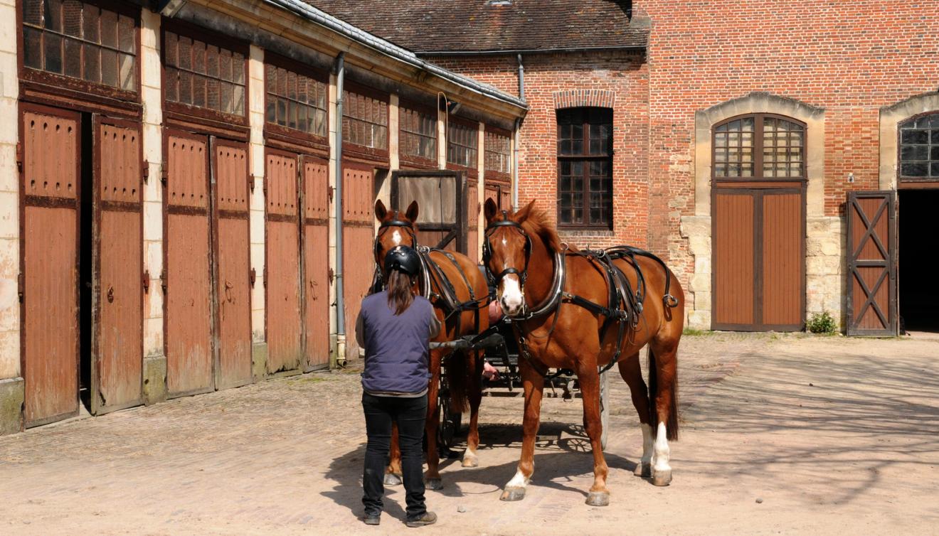 paard stoeterij