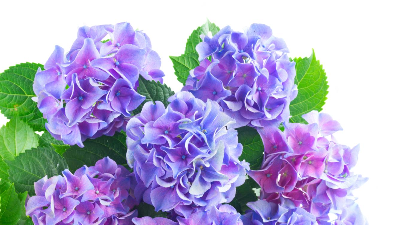 hortensia bloem
