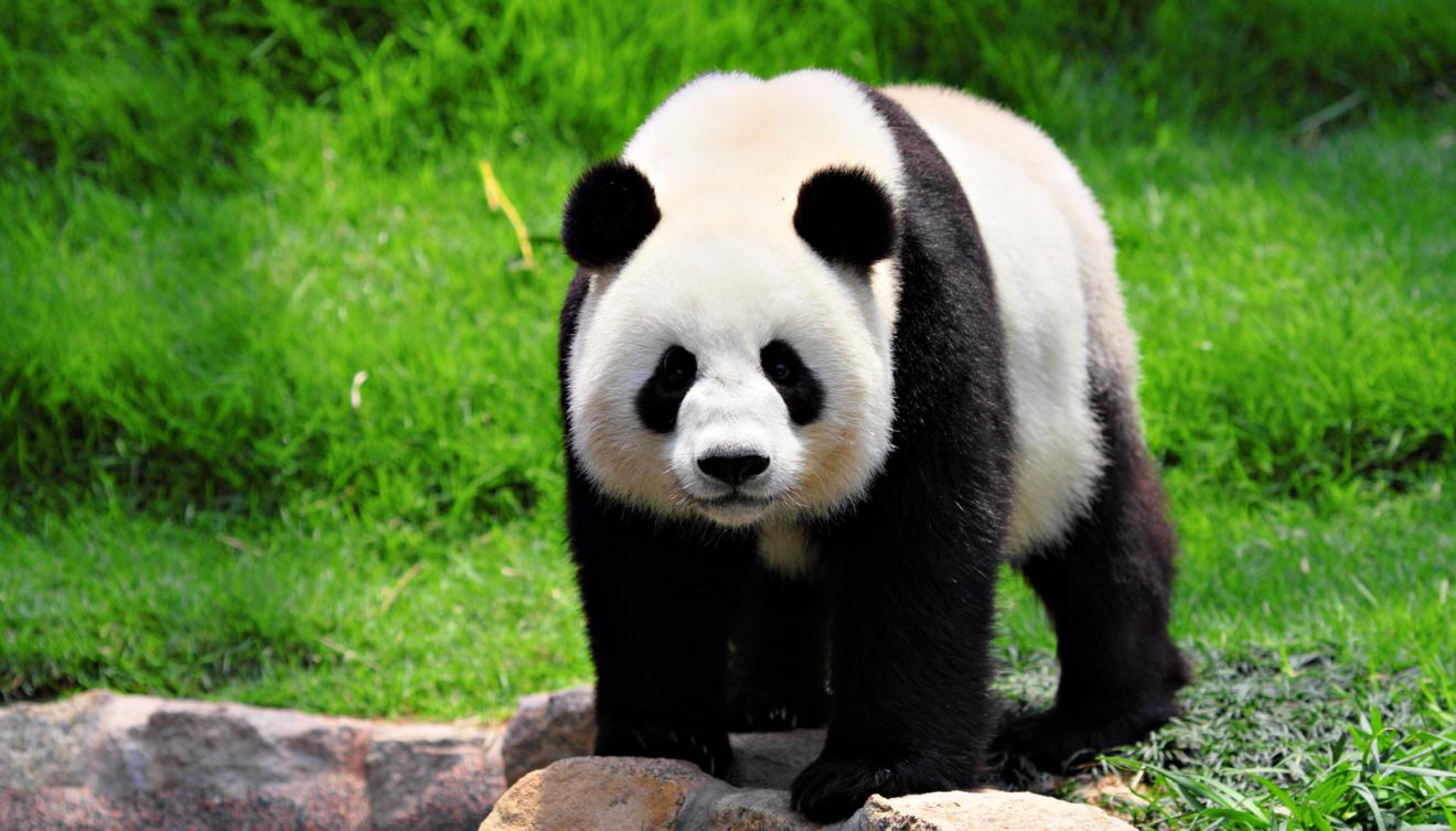 panda dierentuin zoo