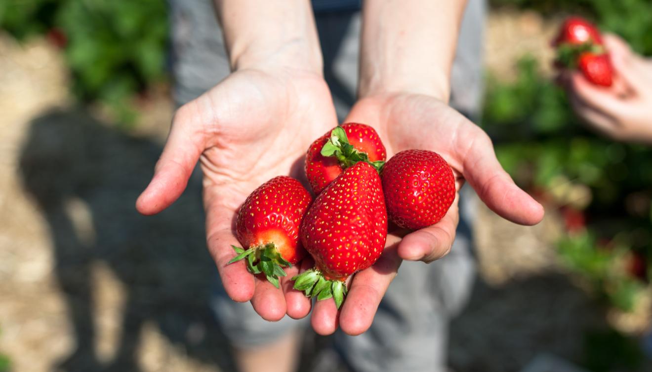 aardbeien