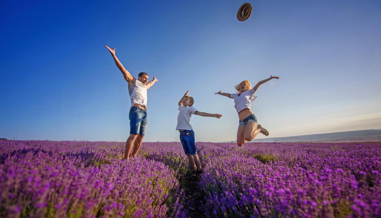 provence lavendel familie