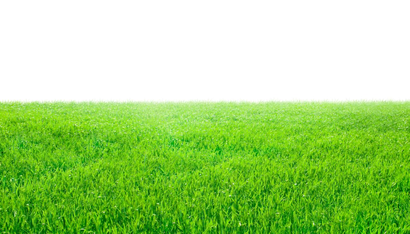gras grasmat