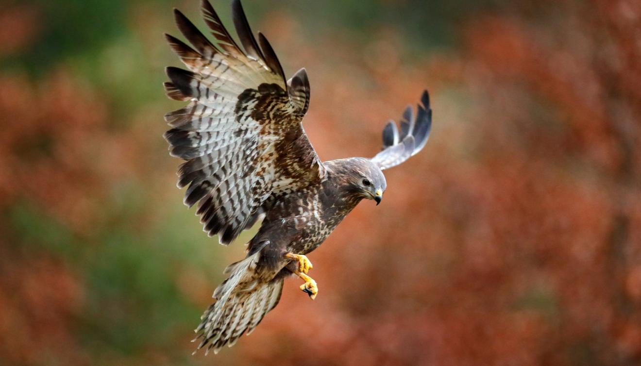 valk vogel jacht