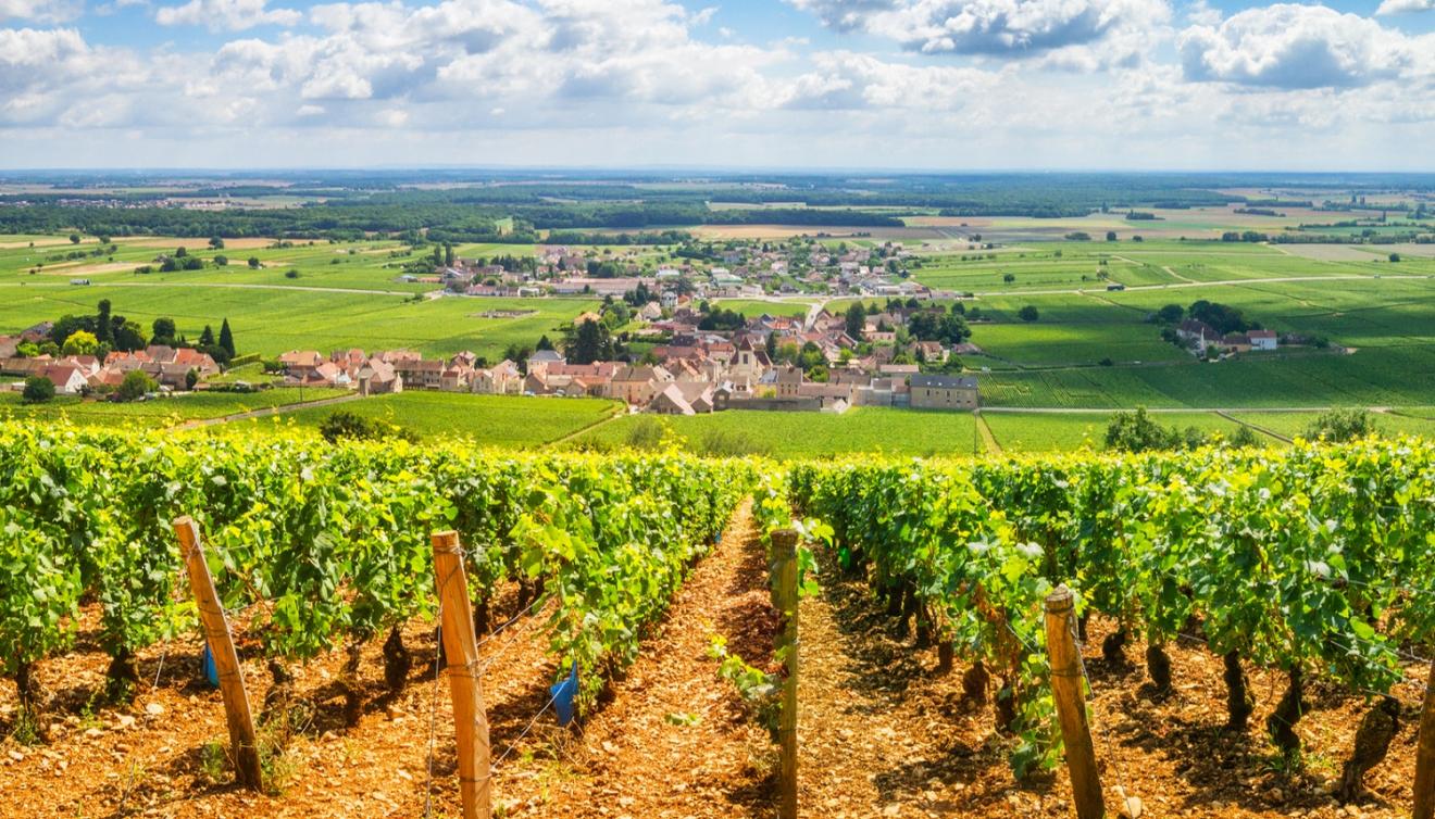 wijngaarden in beaune, bourgondie