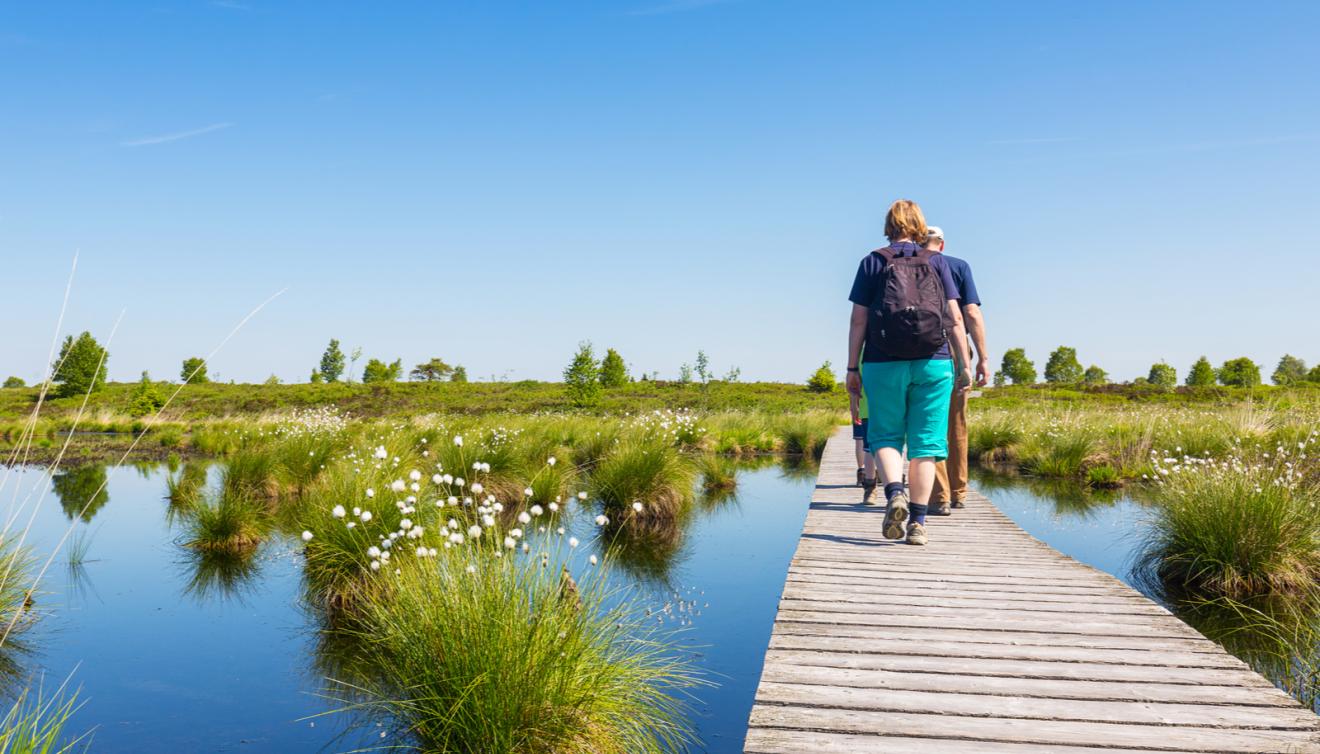 zomer in de hoge venen