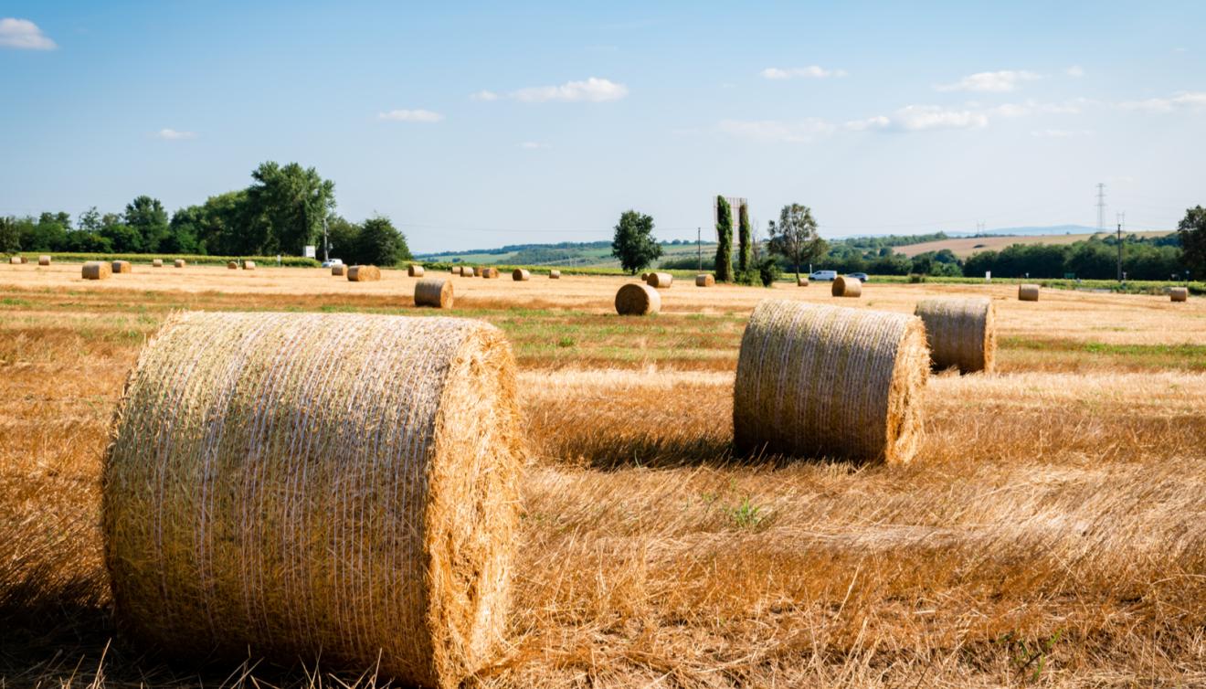 landbouw hooi veld