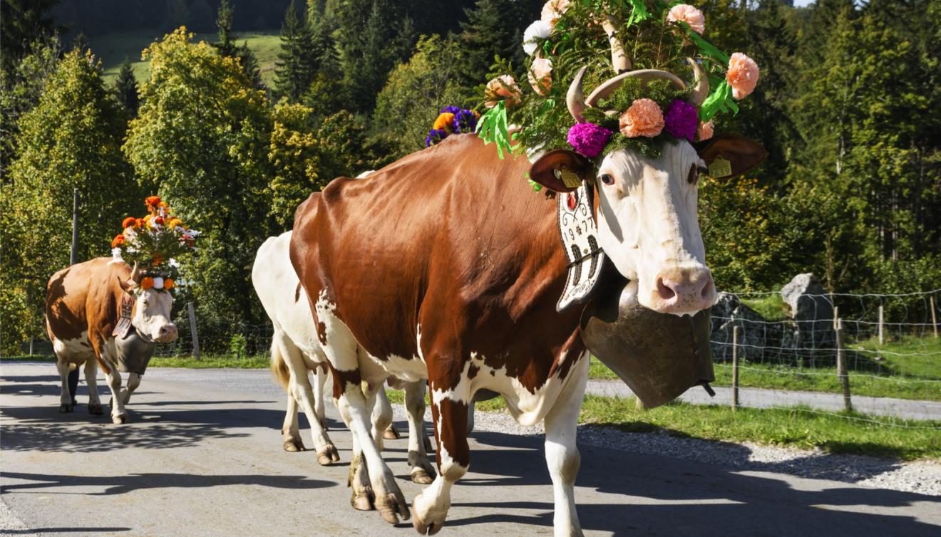 koeien transhumance charmey