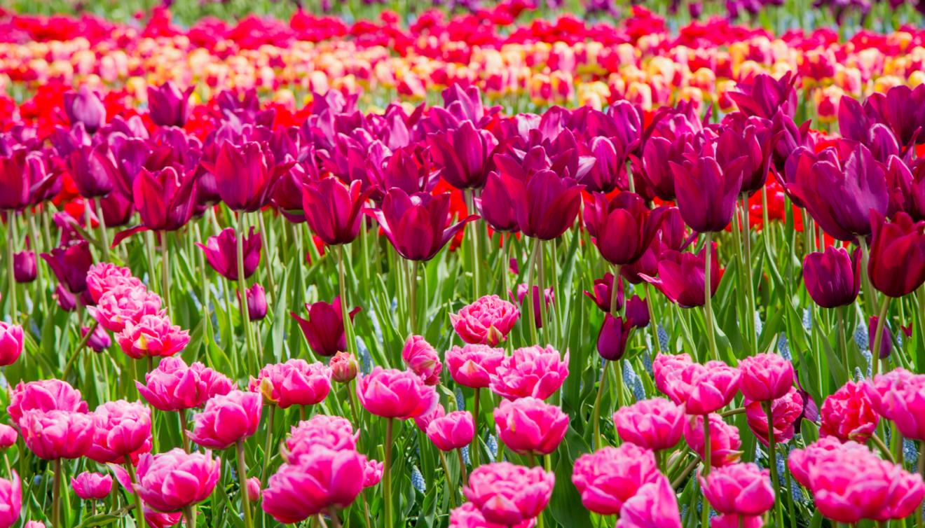 roze tulpen keukenhof