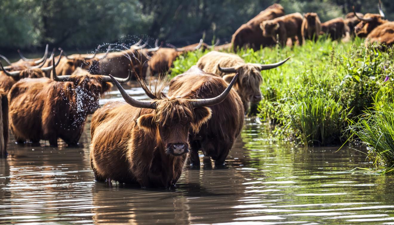 biesbosch park nederland