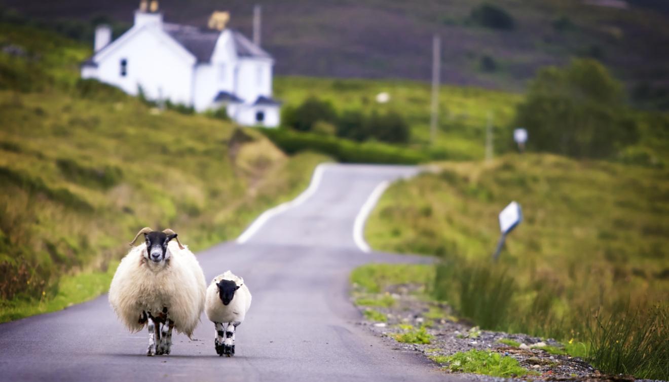 schapen op de weg in schotland