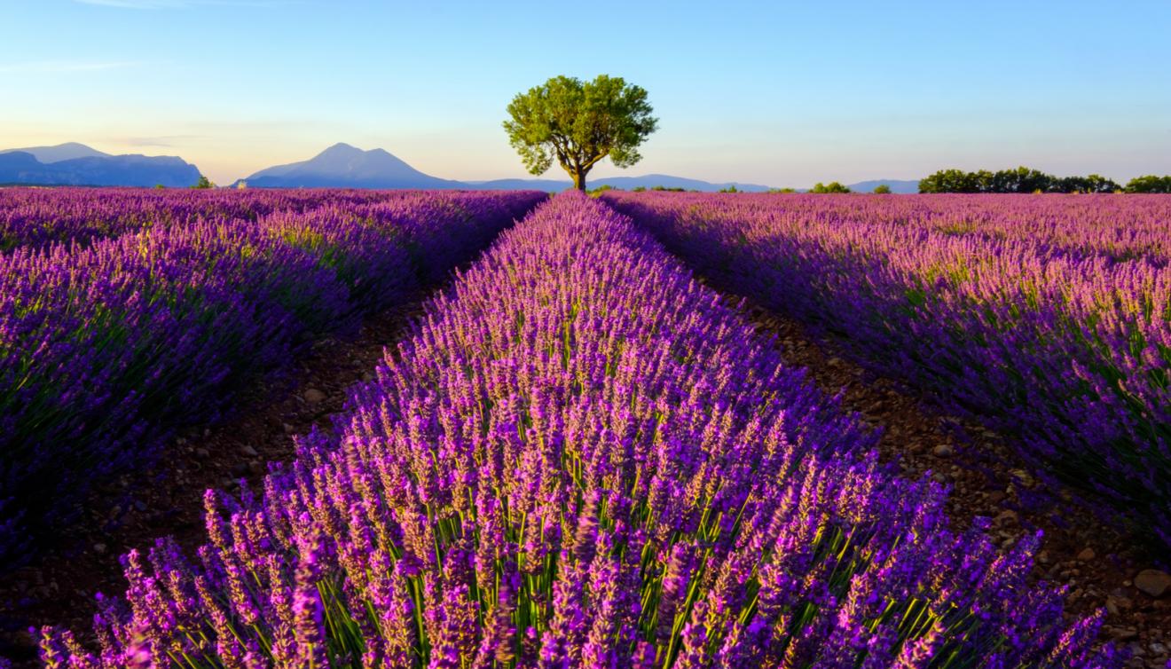 lavendel in de provence