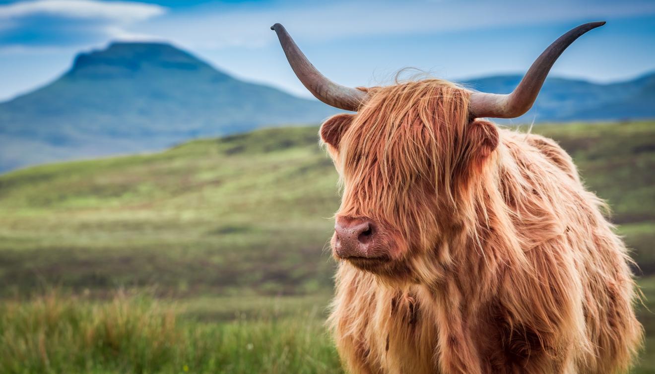 highland cos in Isle of Skye in Schotland
