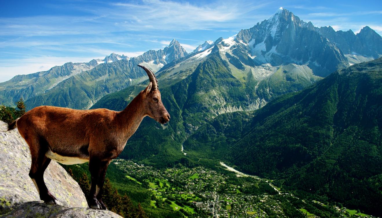 berggeit in de haute savoie